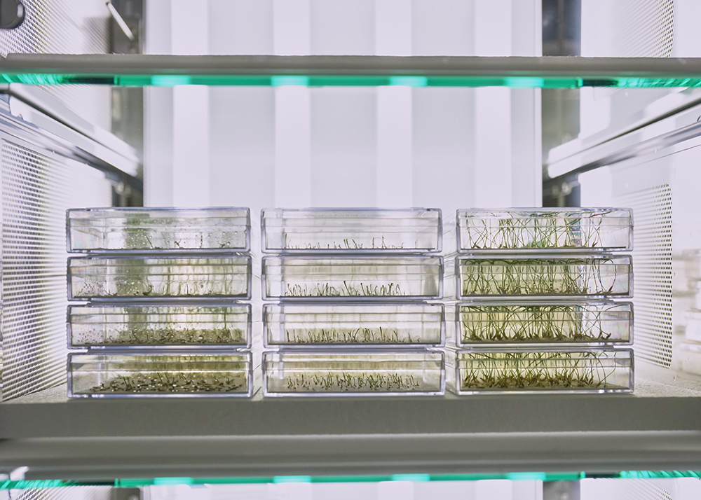 スカイシード株式会社