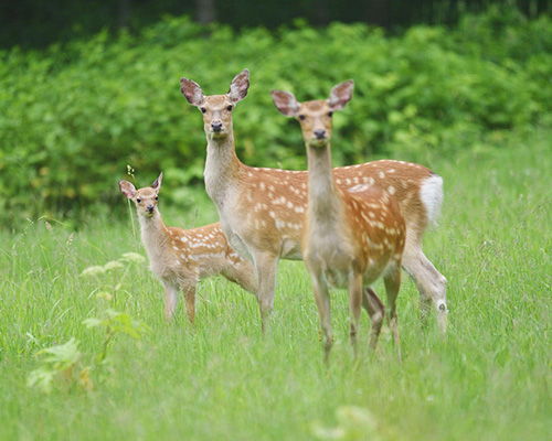獣害対策への対応